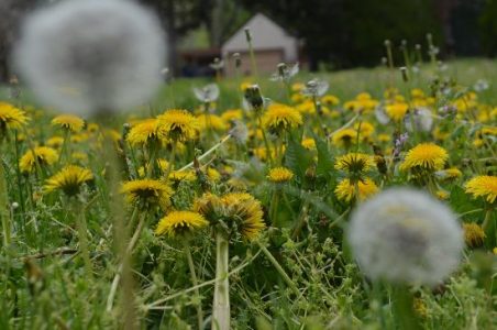 About the Bees and Dandelions Image